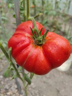 MARI SI BUNE DE MOLDOVA