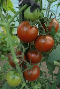 .BLACK MAURI /MAURUL NEGRU-(OFERTĂ 120s)