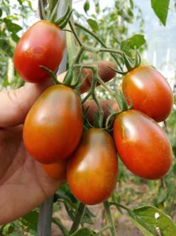 BLACK ROMA (OFERTA 210 S)