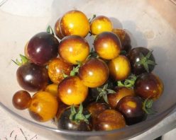 BOSQUE BLUE BUMBLEE BEE