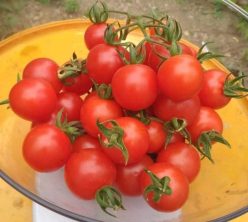 .CHERRY CHADWICK (OFERTA 120S)