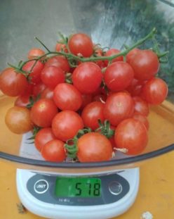 .CHERRY SWETTIE -Oferta 100 (G.60-75%)