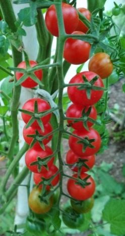 CHERRY YUBBI (OFERTA 120S)