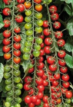 CHERRY EARLY RED KOROLENKO (50s)