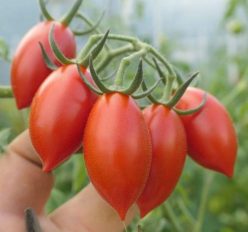 .RED PEPPER CHERRY /CHERRY ARDEI ROȘU (OFERTĂ 150s)