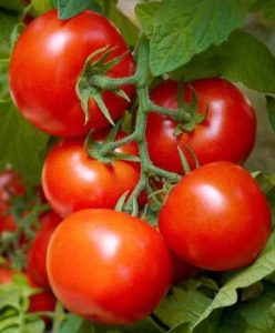 CHERRY RED STAR (Steaua Roșie Cherry)