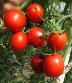 .RUSSIAN APPLE/MĂRUL RUSESC (TOMATO YABLONKA)