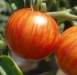TOMATO TIGER