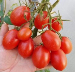 DE BARAO RED (Prunisoare De Barao) 30s