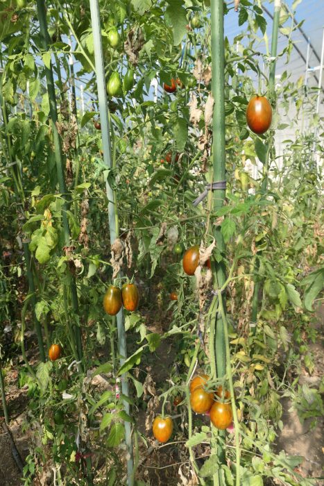 TIGER BLACK PLUM (OFERTA 90S) - imagine 14