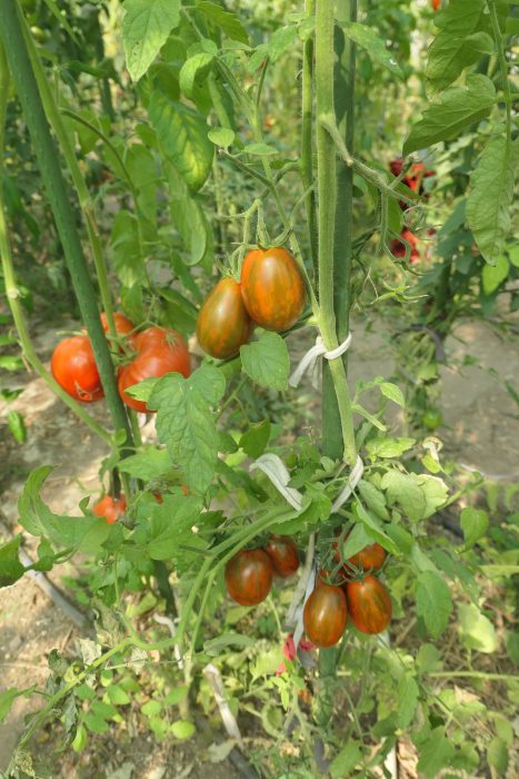 TIGER BLACK PLUM (OFERTA 90S) - imagine 11