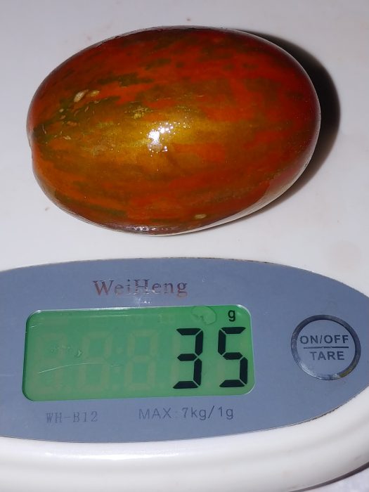 TIGER BLACK PLUM (OFERTA 90S) - imagine 18