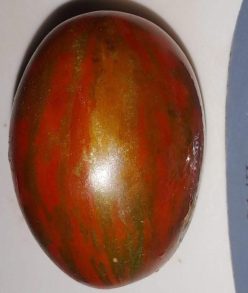 TIGER BLACK PLUM (OFERTA 90S)