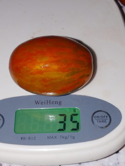 TIGER BLACK PLUM (OFERTA 90S) - imagine 16