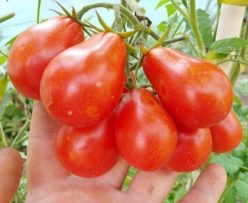 .UKRAINEAN PEAR RED / PERE ROSII DE UCRAINA