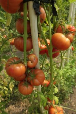 ROZA DE DRIDU (IALOMITA) OFERTA 160s