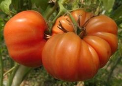 „„TREI GRASI (TRI TOLSTYAKA) (OFERTA 120S)