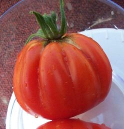 INIMĂ DE BOU DE ALBENGA (CUOR DI BUE D`ALBENGA –LIGURE)