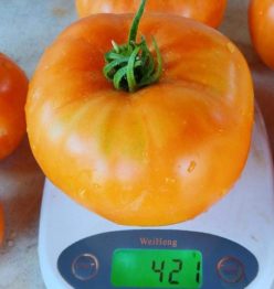 „„AMANA ORANGE (Giant)