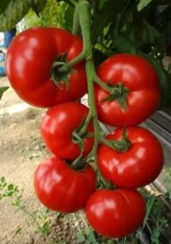 „„AMERIGO F1-Sakata Seeds (25s)