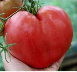 INIMĂ DE BOU ANNA RUSSIAN /OXHEART ANNA RUSSIAN (25s)