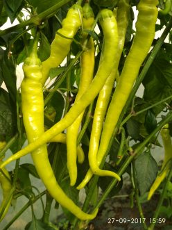 „„ARDEI BULGĂRESTI CHORBADJIISKI