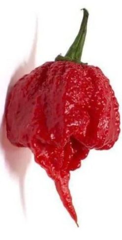 „„ARDEI IUTE CAROLINA REAPER (10s)