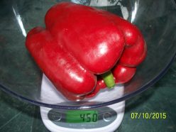 „„ARDEI GRAS  ROSSO D'ASTI