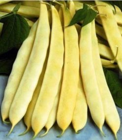 „„Fasole AURIA BACĂULUI (AURIE DE BACĂU) (30s)