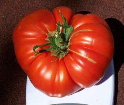 „„AURORA  (ILFOV)