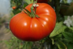 AURORA (DE CONSTANTA)