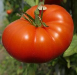 AURORA (DE CONSTANTA)