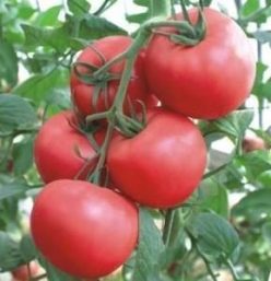 „„ANGELINA F1 (SUPERIOR SEEDS Serbia)