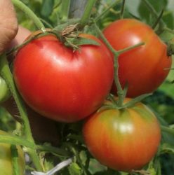 „INIMA BUNICII -BABUSHKIN SERDTSE