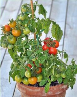 BALCONY MAGIC (Soi de ghiveci) 40s