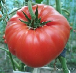 _BEEFMASTER F1 (Fratelli Ingegnoli-Italia)