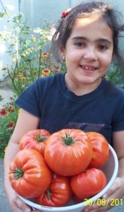 BEEFSTEAK (HOLMES SEED)