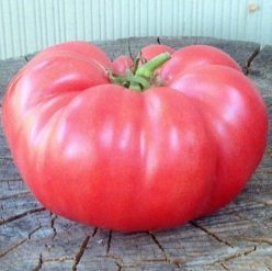 BEEFSTEAK PINK (Giant) 30s