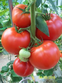 HIBRIZI BULGĂREȘTI