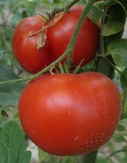 „„SUGAR BISON /BIZON