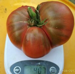 BLACK KRIM/NEGRE DE CRIMEEA (30s)