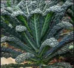 .VARZĂ KALE BLACK MAGIC