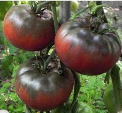 _BLACK FROM TULA (RUSIA)-30s