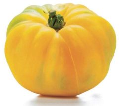 „„BRANDYWINE YELLOW(Giant)