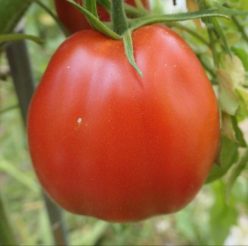 BUFFALO HEART GIANT (INIMĂ DE BIZON GIGANT)