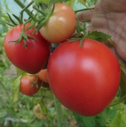 „„INIMĂ DE TAUR ROZ -UCRAINA (VOLOVE SERTSEO ROZHEVIY)