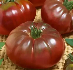 „BLACK RUSSIAN (Anglia )