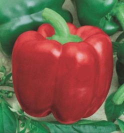 „„ARDEI GRAS CALIFORNIA WONDER (35s)