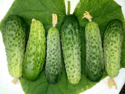 Castraveti hibrid ISIS F1 (150s)