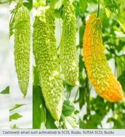 „„CASTRAVETI AMARI BRÂNCUSI -SCDL Buzău (10s)